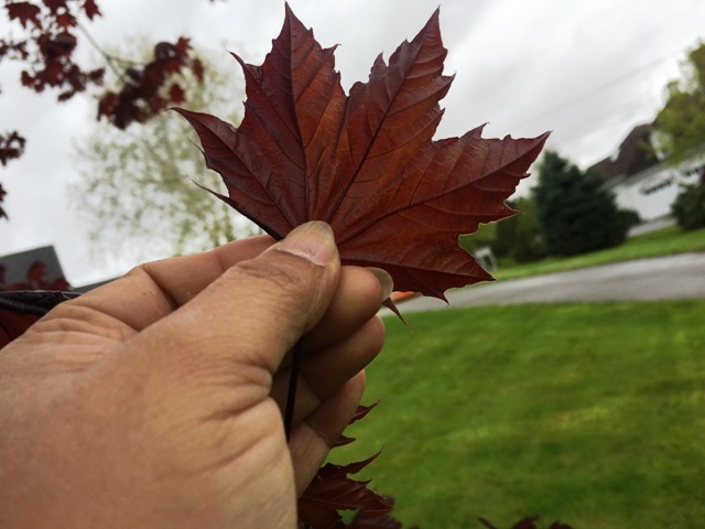 Maple - Leaf