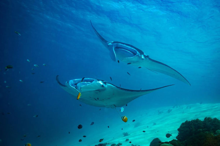 Dusit Thani Maldives puts guests nose-to-nose with fascinating fish as manta ray season begins