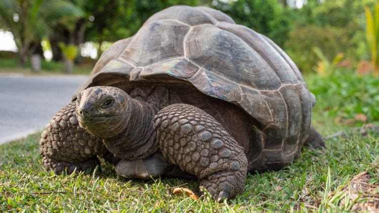 Aldabra-Giant-Tortoise,-La-Digue---Image-courtesy-of-Michel-Denousse---STB