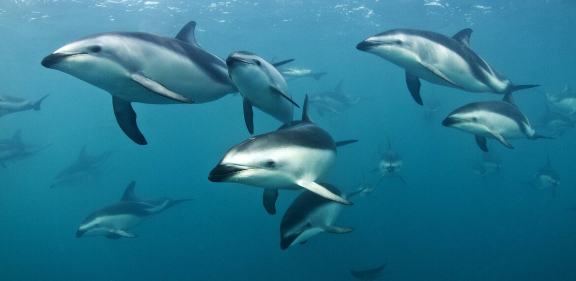 Swim with Dolphins in Kaikoura: A Memorable Experience