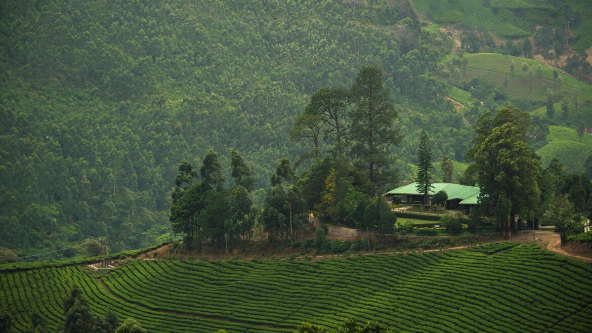 A Coffee Lover's Dream: 5 Must-Visit Plantations During Blossom Season in South India