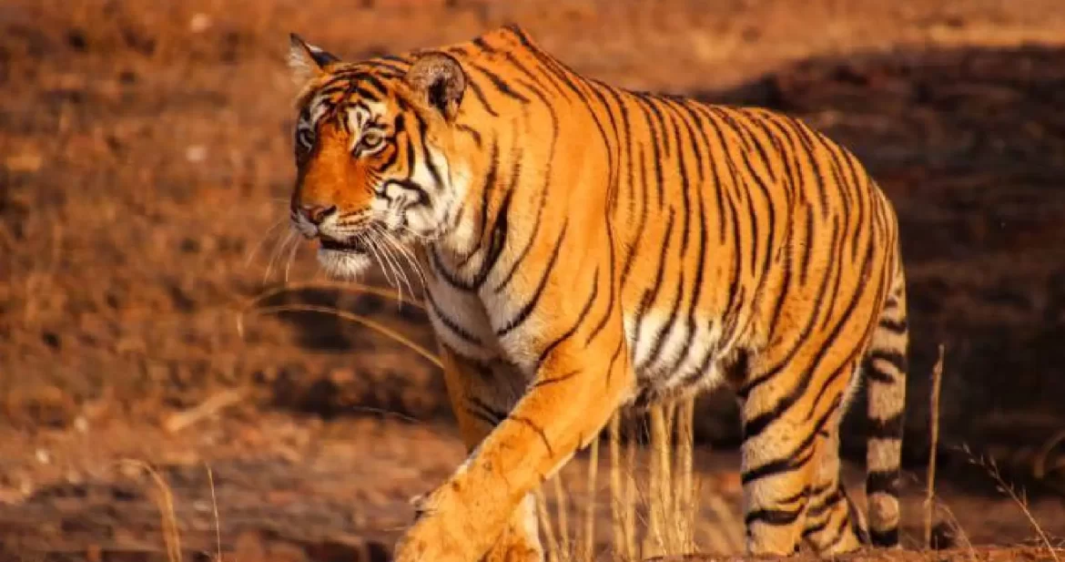 Unveiling the Tiger Majesty: A Look at Madhya Pradesh's 7 Tiger Reserves