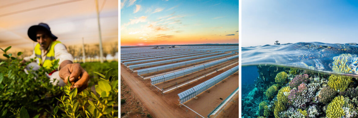 Red Sea Global’s Sustainability Report Highlights Progress Toward 30% Conservation Goal