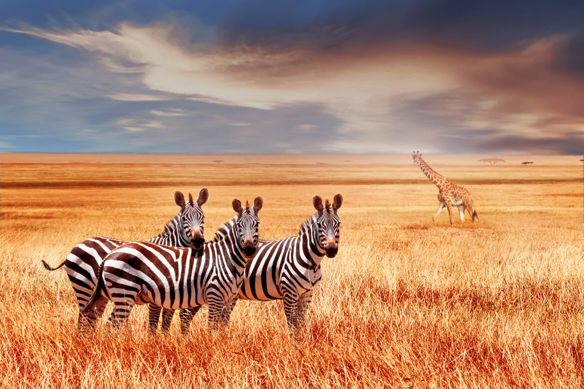 Kenya Tourism Board Appoints BRANDit as its India Representative to Drive Strategic Growth