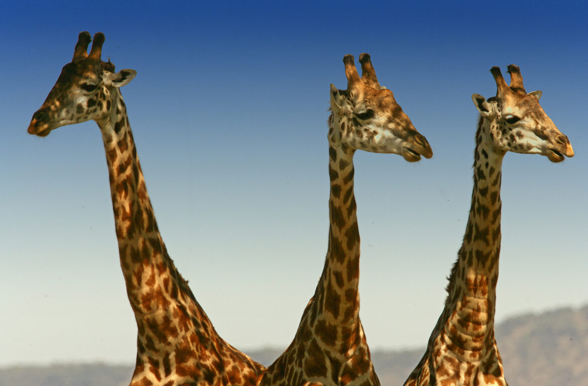 Why the World’s Top Countries Are Welcoming More Indian Tourists