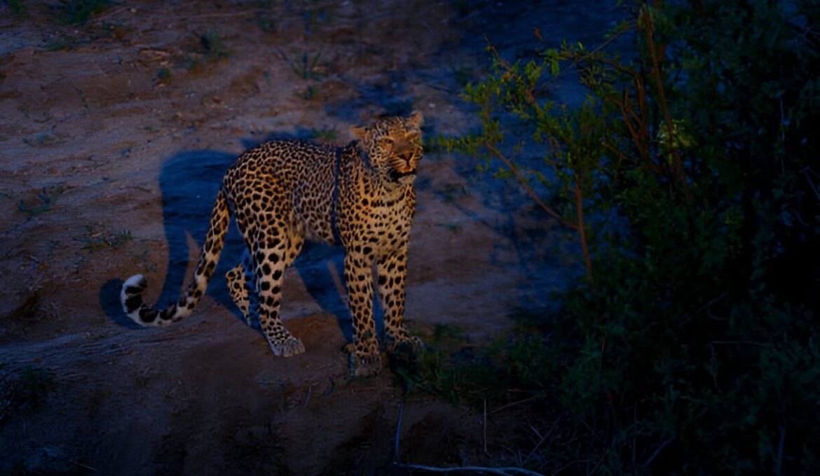 Jungle Camps India resorts see a surge in Astro Tourism and night safaris