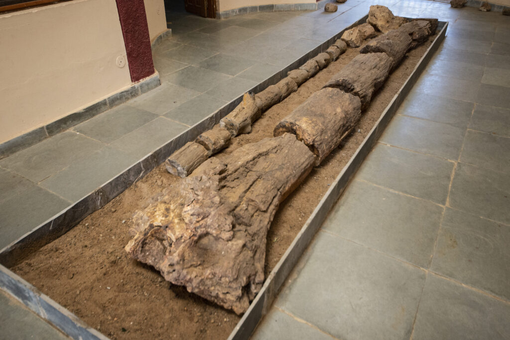 Ghughua Fossil National Park, Madhya Pradesh: A Timeless Window into Prehistoric Flora