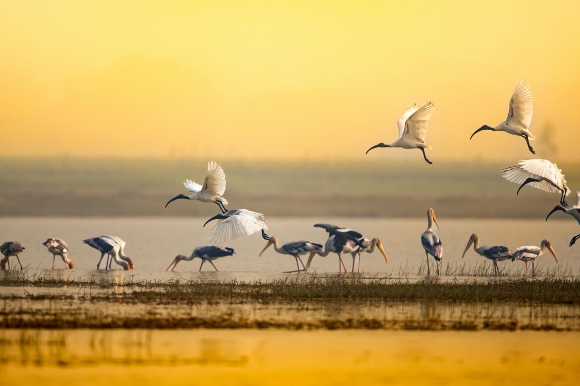 Agoda Reports 41% Rise in Interest for India’s Birding and Nature Hotspots Ahead of Migration Season  