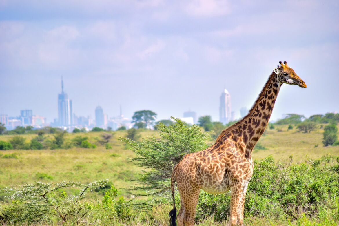 Kenya Boosts Africa’s Tourism Growth, Emerging as a Leading Sustainable Tourism Powerhouse 