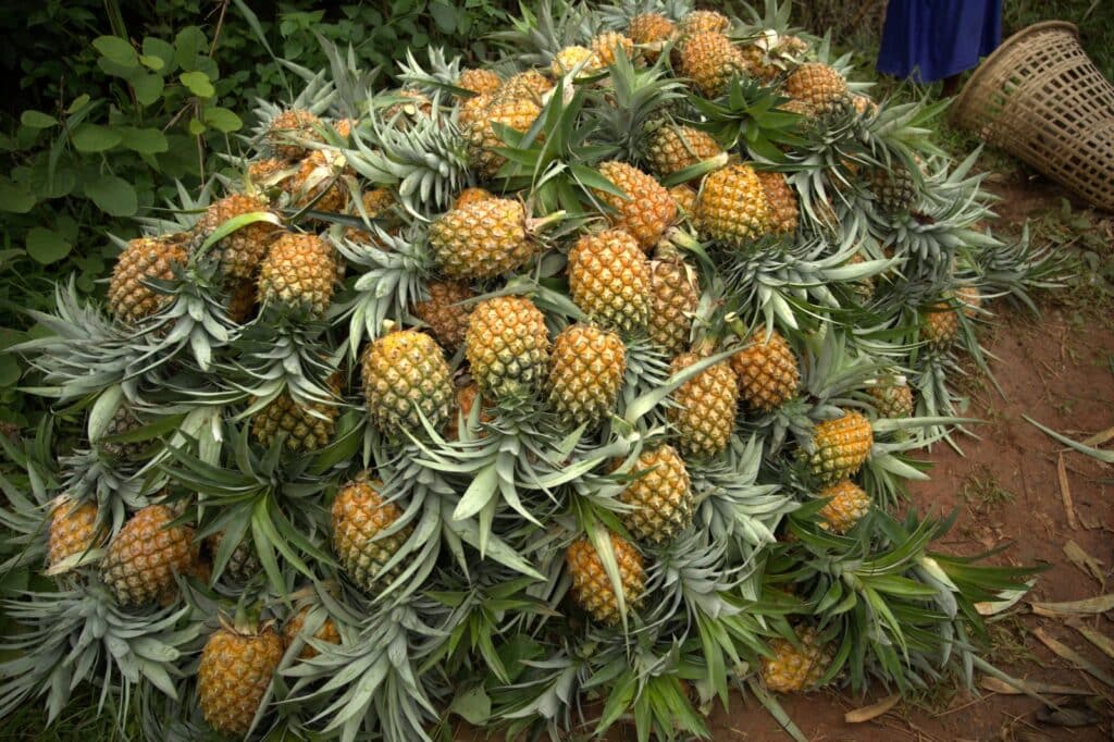 Delhi to witness Meghalaya's sweetest celebration as Meghalaya Pineapple Festival returns from July 10-12 6 Delhi to witness Meghalaya's sweetest celebration as Meghalaya Pineapple Festival returns from July 10-12